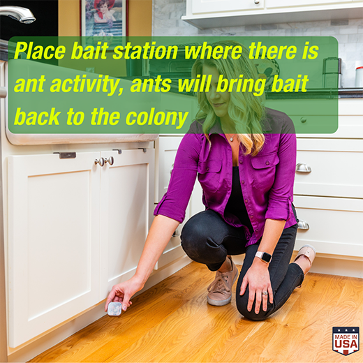 Ant Baits