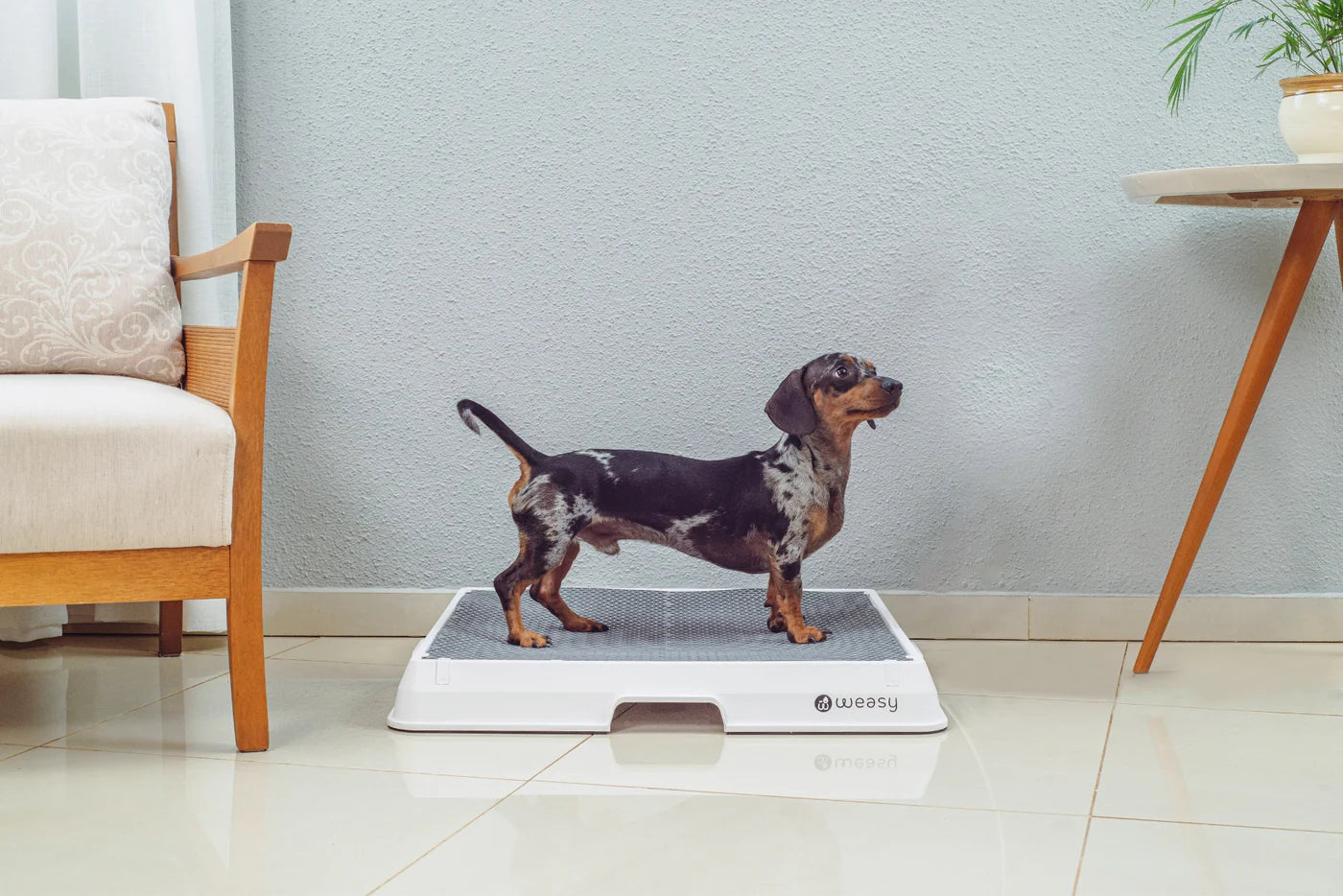 Weasy Smart Dog Potty