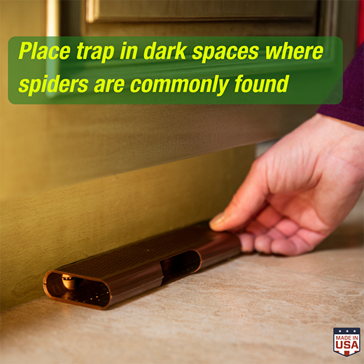 Spider Trap